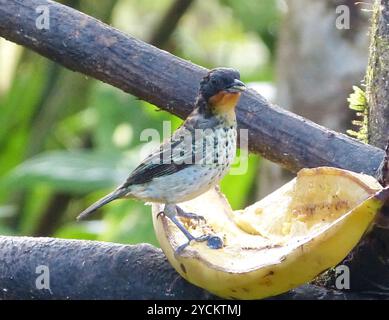 Aves (Ixothraupis rufigula) Tanager dalla gola rufosa Foto Stock