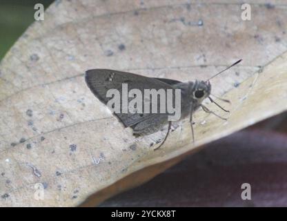 Indian Palm Bob (Suastus gremius) Insecta Foto Stock