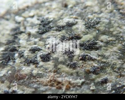 Asterisk Lichen (Arthonia radiata) funghi Foto Stock