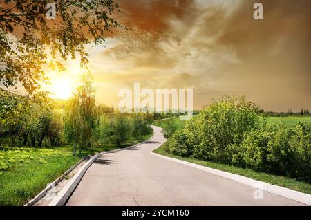 Strada asfaltata e betulle al tramonto Foto Stock