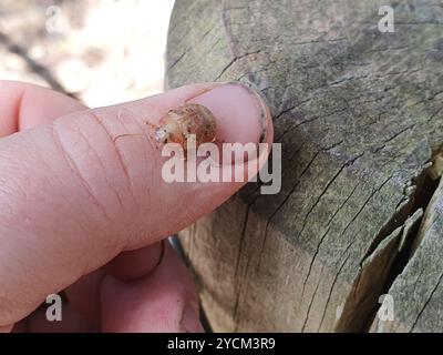 Eucalipto tartaruga coleottero (Paropsis charybdis) Insecta Foto Stock