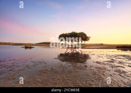 Mangrovie solitarie con bassa marea Foto Stock