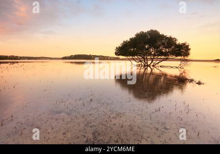 Un unico albero di mangrovia e le sue distintive radici di piolo che si innalzano attraverso maree sabbiose basse - toni caldi. Bonny vale Australia Foto Stock