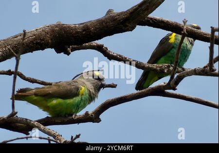 Pappagallo bruno ugandese (Poicephalus meyeri saturatus) Aves Foto Stock