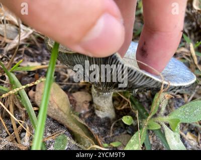 Funghi con tappo di latte indaco (Lactarius indigo) Foto Stock