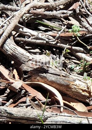 Benna senza alette (Phaulacridium vittatum) Insecta Foto Stock