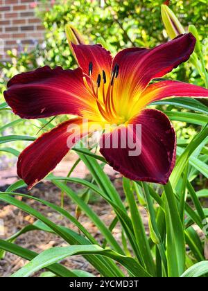 Un vivace e alto ragno rubino che cresce in un cortile con i suoi bellissimi petali. Foto Stock