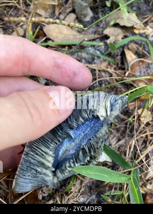 Funghi con tappo di latte indaco (Lactarius indigo) Foto Stock