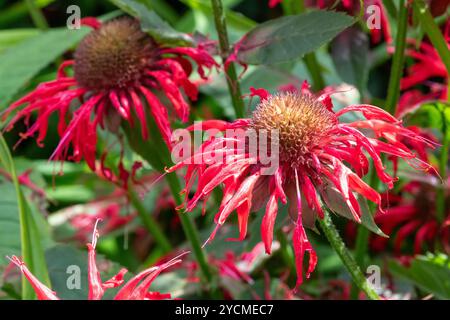 Primo piano di un beebalm cremisi (monarda didyama) in fiore Foto Stock