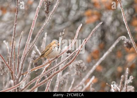 Il passero di Harris è arroccato su un ramoscello ricoperto di ghiaccio di un cespuglio di Sumac alato in un getto gelido Foto Stock