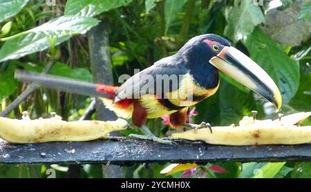 Aracari (Pteroglossus torquatus erythropygius) Aves con mandiboli pallidi Foto Stock