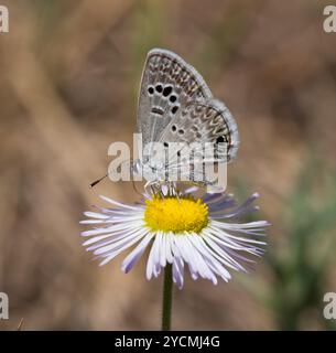 Reakirt's Blue (Echinargus isola) Insecta Foto Stock