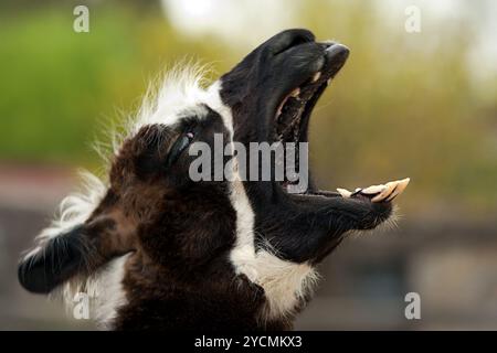 Primo piano di un lama sbadigliante, che mostra bocca aperta e denti, cattura un momento divertente e schietto dell'animale Foto Stock