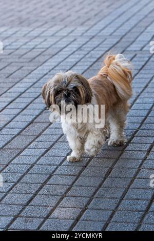 Passeggiata adorabile: Ritratto di un burattino misto Shih Tzu e Lhasa Apso che cammina sul marciapiede Foto Stock