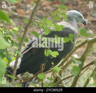 Aves (Icthyophaga ichthyaetus) Foto Stock