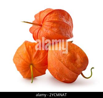 Tre fiori di physalis Foto Stock