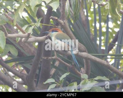 Motmot (Momotus mexicanus) Aves Foto Stock