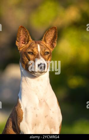 Piccola razza di cani da caccia Basenji Foto Stock