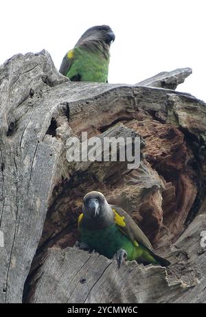 Pappagallo bruno ugandese (Poicephalus meyeri saturatus) Aves Foto Stock
