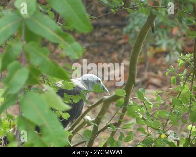 Aves (Icthyophaga ichthyaetus) Foto Stock