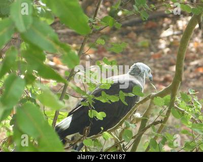 Aves (Icthyophaga ichthyaetus) Foto Stock