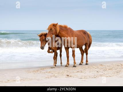 Un pony selvaggio (Equus caballus) e puledro in piedi vicino all'oceano presso Assateague Island National Seashore, Maryland Foto Stock