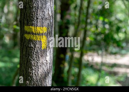 Segnavia escursionistica in Francia. Segnare il percorso turistico sul tronco dell'albero in Francia. Sentiero escursionistico segnalato con giallo. Itinerari in Francia, Mark Foto Stock