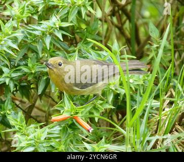 Flowerpiercer (Diglossa albilatera) Aves Foto Stock