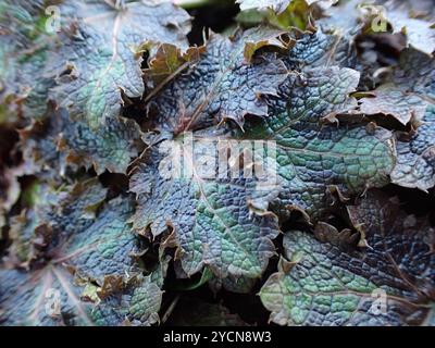 Pacific Sanicle (Sanicula crassicaulis) Plantae Foto Stock