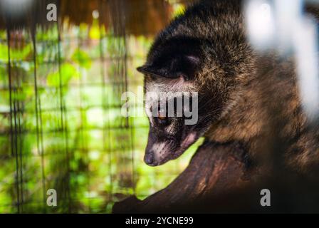 Luwak, asiatici palm civet, un animale di mangiare i chicchi di caffè che sono usati per zibetto caffè Foto Stock