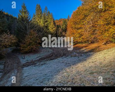 Mattinata tranquilla: Una radura isolata nella foresta, bagnata dalle sfumature dorate dell'autunno, con un pizzico di gelo per terra. Foto Stock