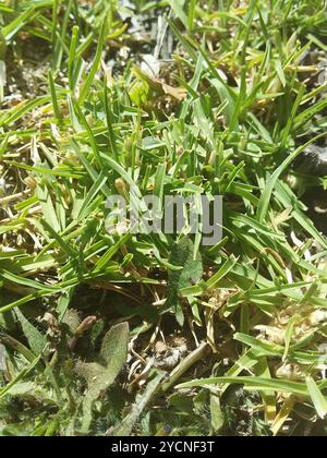 Kikuyu Grass (Cenchrus clandestinus) Plantae Foto Stock