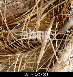 Secta bicolore per avambraccio (Acrida bicolor) Foto Stock