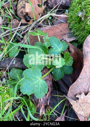 Pacific Sanicle (Sanicula crassicaulis) Plantae Foto Stock