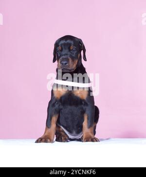 Cucciolo con cintura rosa su sfondo rosa Foto Stock