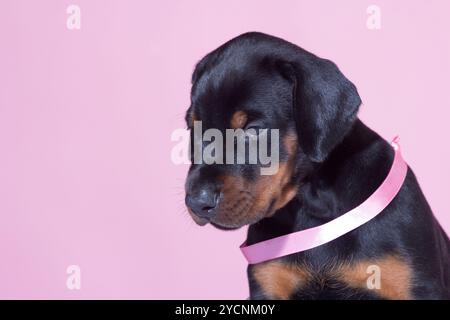 Ritratto di Puppy con cintura rosa su sfondo rosa Foto Stock