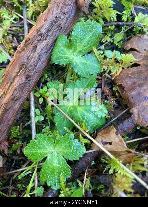 Pacific Sanicle (Sanicula crassicaulis) Plantae Foto Stock