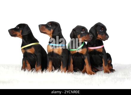 Gruppo di cuccioli di dobermann Foto Stock