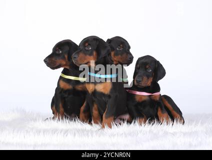 Gruppo di cuccioli di dobermann Foto Stock