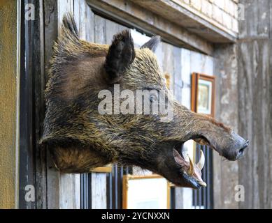 Testa di cinghiale Foto Stock