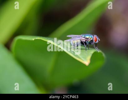 Lucilia sericata. La comune bottiglia verde vola su una foglia di alloro verde. Foto Stock