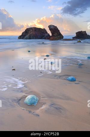 Watongo Rocks e meduse blubber Blue Jelly Foto Stock