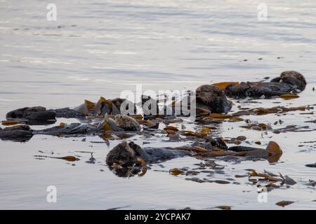 Sea Otters, Enhydra lutris a Morro Bay, California Foto Stock