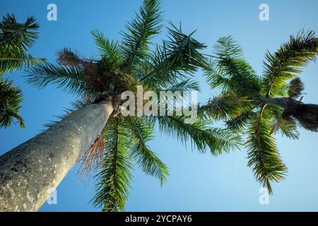 Palme di noce di Areca, Betel Nuts, Betel (Areca catechu) appese al suo albero. Foto Stock