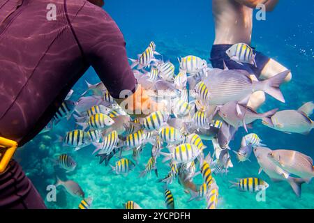 L'uomo dà da mangiare ai pesci tropicali sott'acqua. Barriera corallina oceanica. Avvertenza - riprese subacquee autentiche in condizioni difficili. Un po' di grano e ma Foto Stock