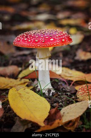 Bellissimo fungo distintivo per le sue macchie bianche, chiamate verruche su una cima a cupola rossa, di solito si trovano intorno a betulla, pino, abete rosso e decidue Foto Stock