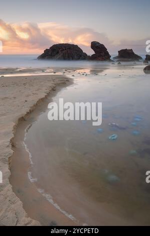 Jelliyfish blubber blu all'alba Foto Stock