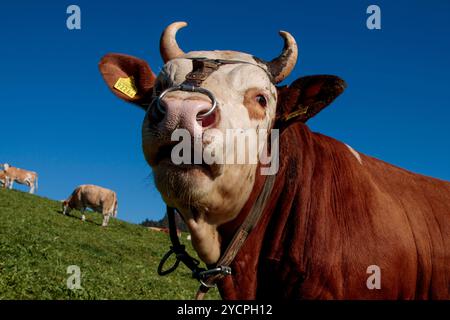 Una mucca svizzera Évolène che pascolava su un ripido campo non lontano da Ramisgummen a Eggiwil in Svizzera. Le vacche da pascolo tendono ad avere un impatto ambientale inferiore rispetto alle aziende lattiero-casearie industriali. Mentre entrambi contribuiscono alle emissioni di metano, le vacche da pascolo supportano la biodiversità e la salute del suolo, con schemi di pascolo naturali che aiutano a sequestrare il carbonio nel suolo. Al contrario, le aziende lattiero-casearie industriali sono legate a emissioni più elevate dovute a lotti di alimentazione concentrati, fertilizzanti sintetici e produzione di mangimi ad alta intensità energetica. Pratiche di pascolo sostenibili possono mitigare alcuni impatti climatici, rendendo free-r Foto Stock