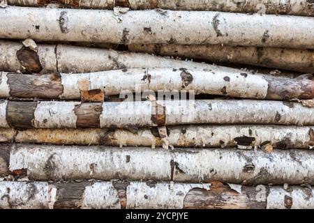 Sullo sfondo di un vecchio log di betulla Foto Stock
