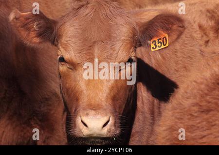 Gli stendardi di manzo australiani sono noti per il loro buon temperamento e la qualità della carcassa. Anche se il colore varia dal rosso al roan al bianco, dal roan al rosso Foto Stock